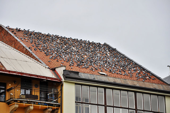 A2B Pest Control are able to install spikes to deter birds from roofs in Lambeth. 