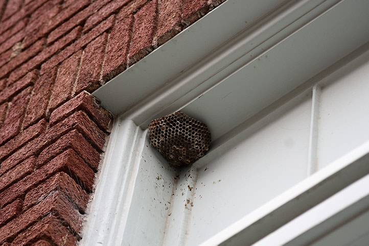 We provide a wasp nest removal service for domestic and commercial properties in Lambeth.